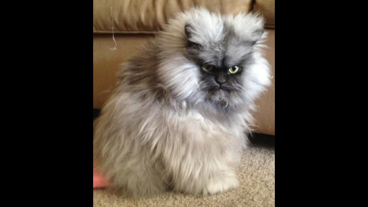 Funniest Cats 😹 - Please DON'T try to hold back Laughter 😂 - Funny Cats Life