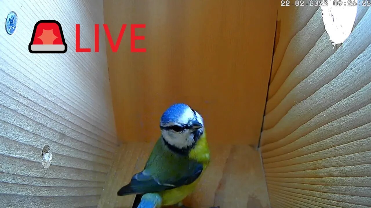 🇬🇧🚨LIVE🚨🏴󠁧󠁢󠁥󠁮󠁧󠁿Bird Nest Box Frequent Blue Tit Visits