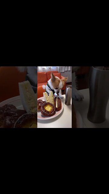 Watch This Cute Animal and Your Jaw Will Drop!