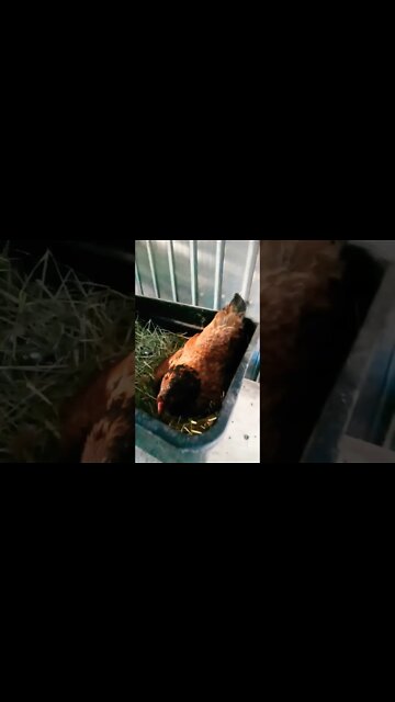 Good morning Chook chook and Black Cat