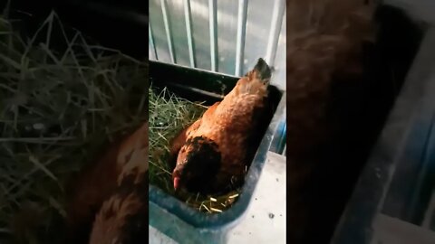 Good morning Chook chook and Black Cat