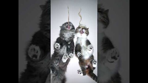 top funny cats videos 2022.
