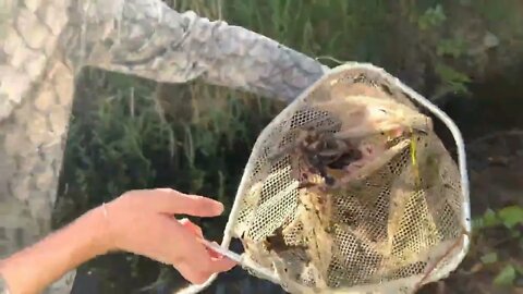 Catch rare ornamental fish in flooded ditches * 23