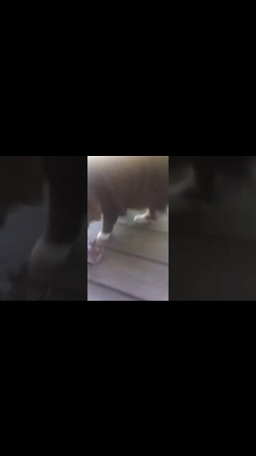 Carson and the Leaf 2011