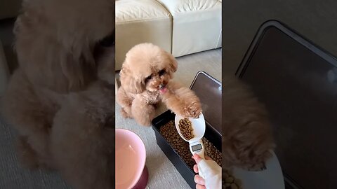 cute dog #funny #animal #dog