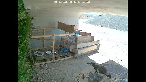 Magpies still looking for a snack