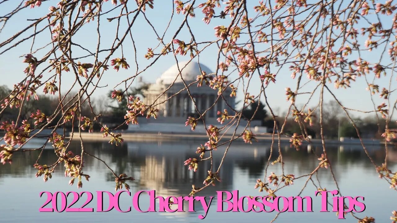 2022 Washington DC Cherry Blossom Festival Tips