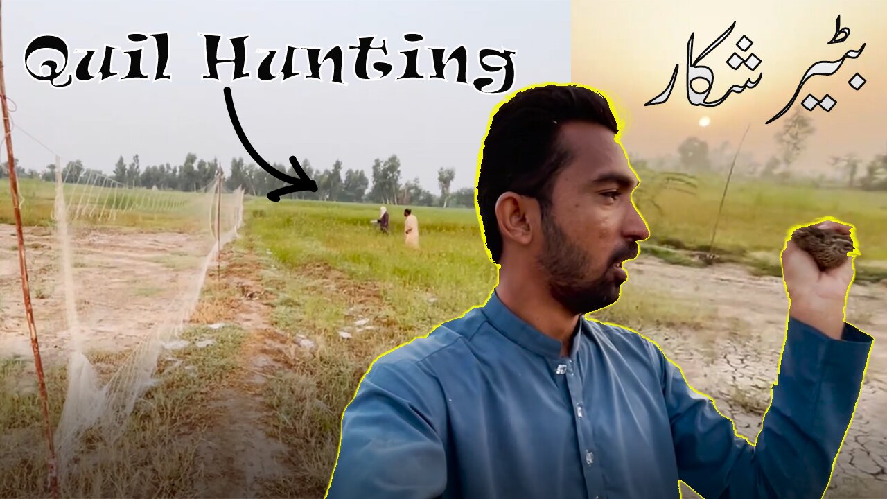 Quil Hunting in Pakistan | Vlog ny Malik Ramzan Isra