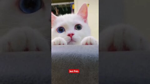 Bet you haven’t noticed - 1 blue eye 1 green eye #cute #tiktok #funnyanimals #funnyvideos #cat