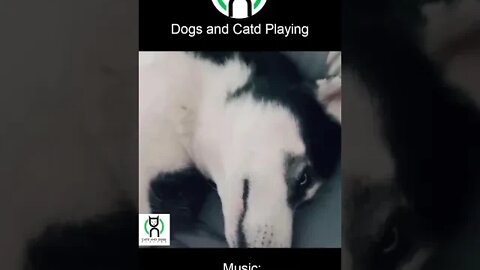 Dogs and Cats Playing - Husky singing - a day in a dog life - Miracle Morning