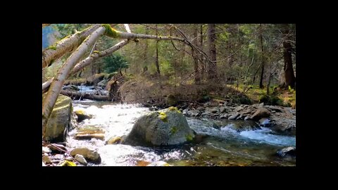 SONS DA NATUREZA para RELAXAR, DORMIR e ACABAR com o STRESS! 02 horas com som de PÁSSAROS e RIACHO!