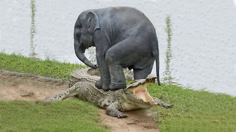 elephant saving elephant from crocodile