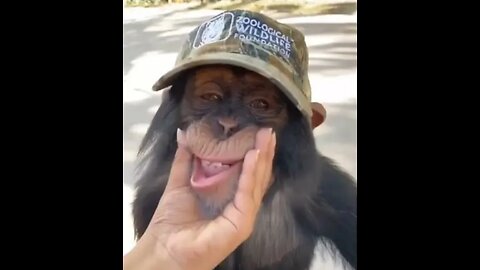 Funniest monkey video, looks like humans,😅 so amazing video