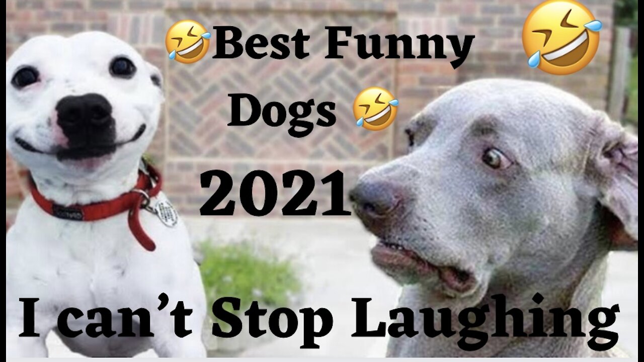 🤣Funny Dog Videos 2021🤣 🐶 It's time to LAUGH with Dog's life in 2021