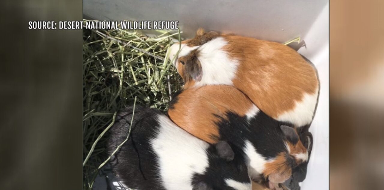 Guinea pigs found abandoned in desert