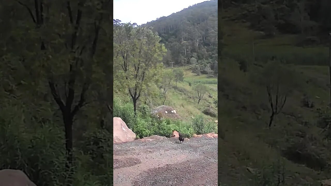 My geese getting me and a lone bird ❤️