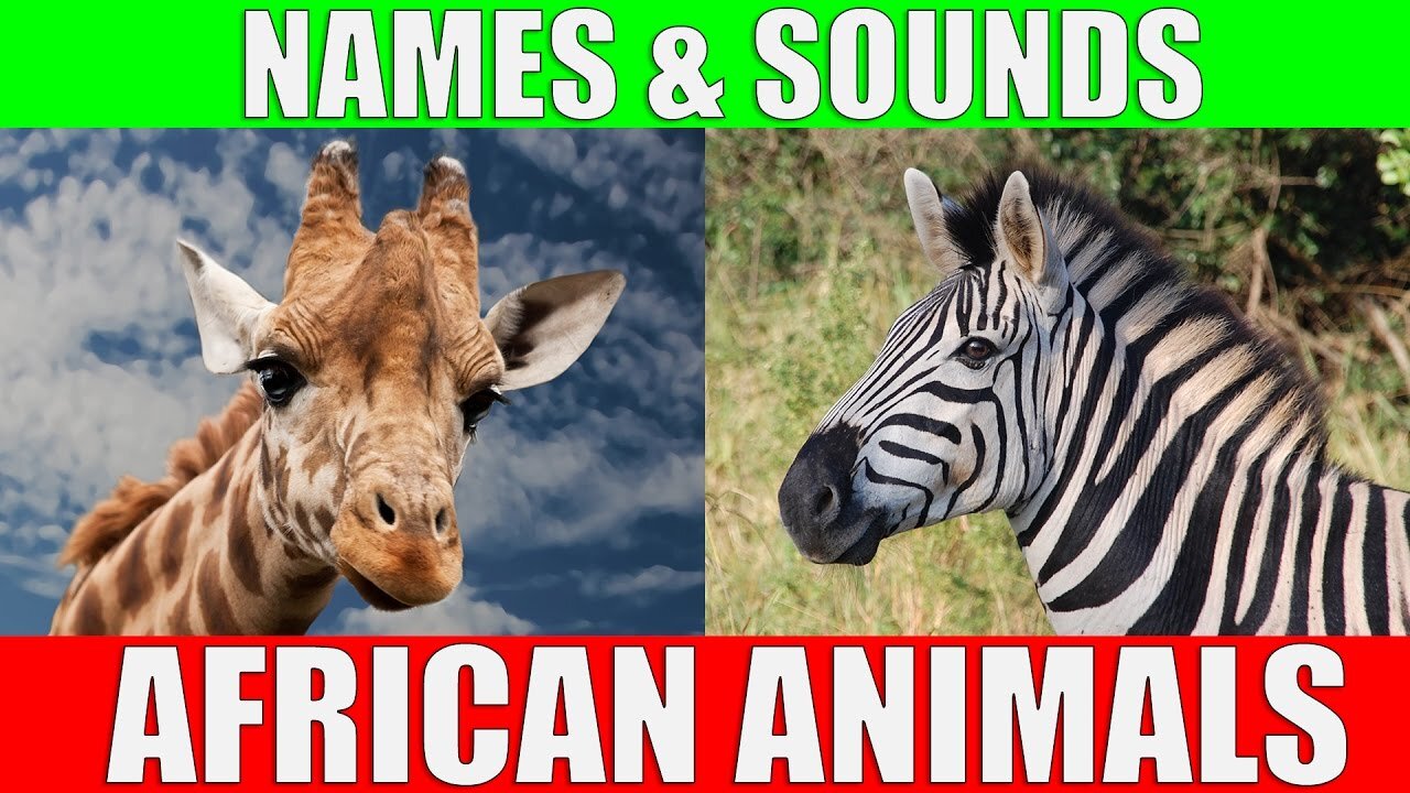 African Animals Names and Sounds for Kids to Learn