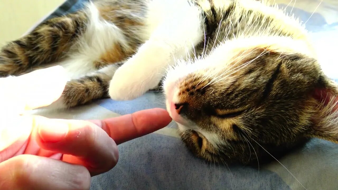 Purring Cat almost Falls off the Window Sill