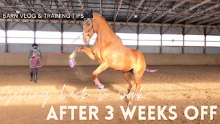 3 Weeks Vacation? Lame Horse...