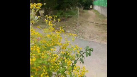 Pretty Flowers #shorts #shortsfeed #fyp #shortsvideo #flowers
