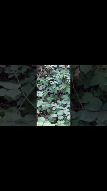 (2) Just Stop Oil protestors need to stop. Someone will die because they could not go to hospital