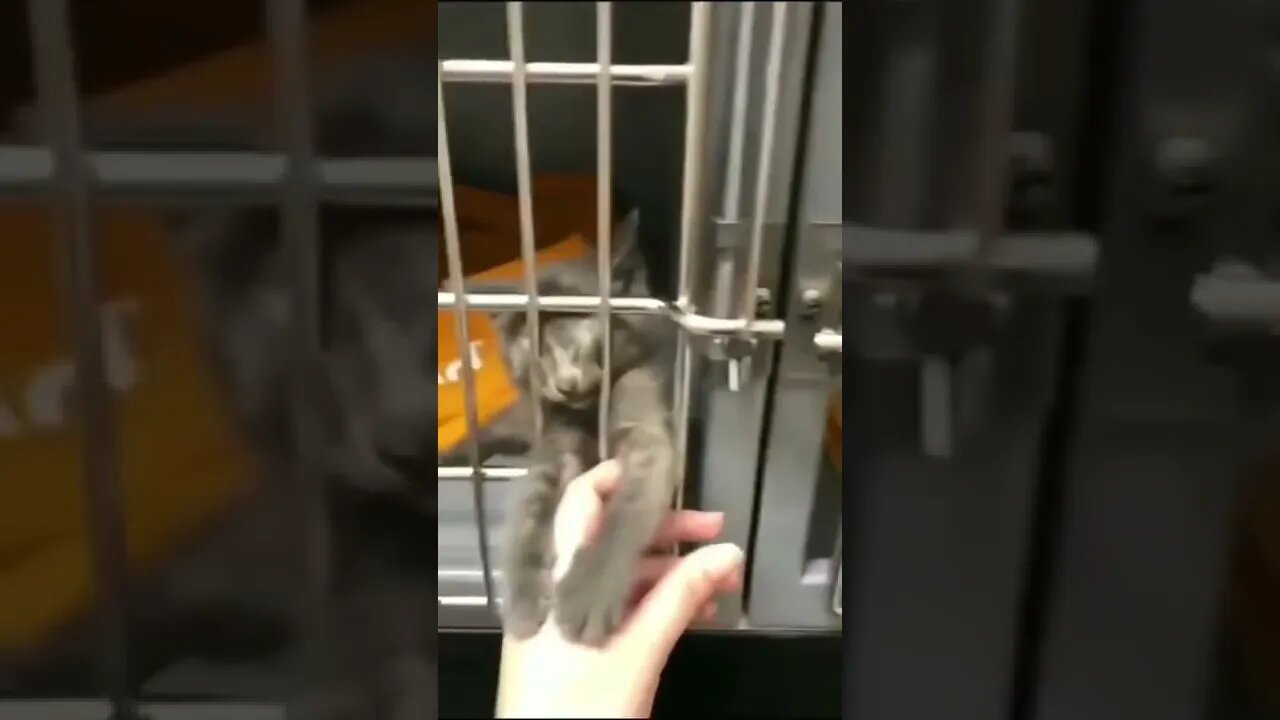 Adopt Me