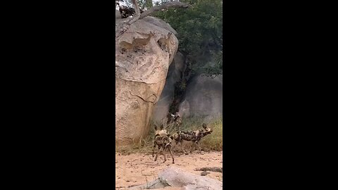 Wild Dogs Hunt Antelope On A Cliff