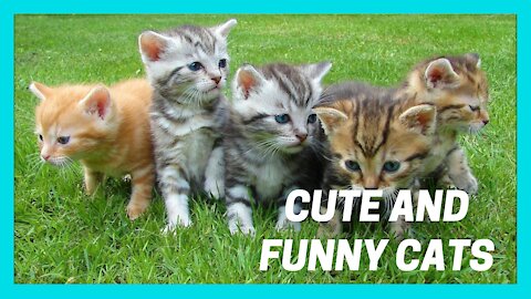Baby Cats Funny and Cute