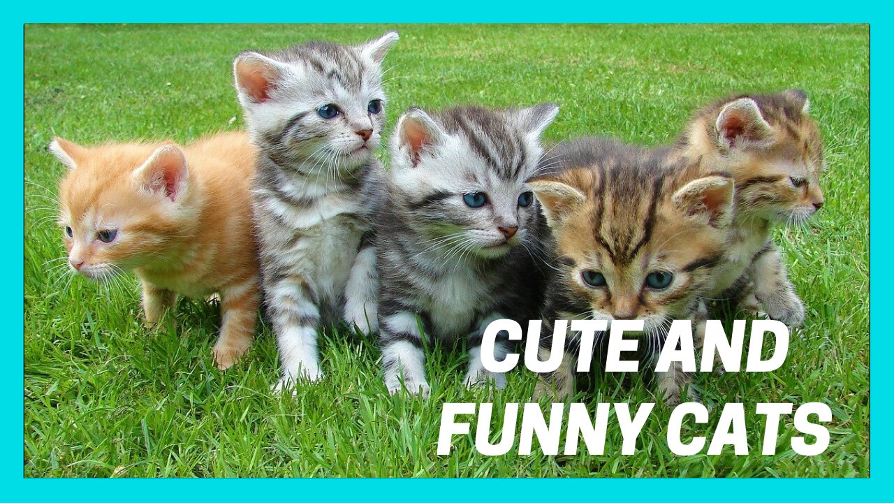 Baby Cats Funny and Cute