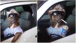 Pitbull kuuntelee countrya tyylillä!