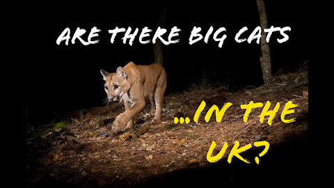 Big Cats in the UK - Part 2 - Daylight Review