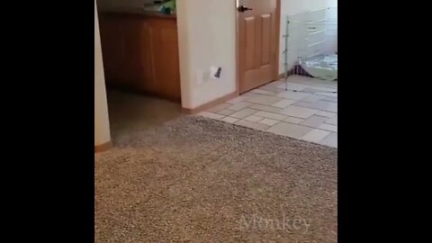Dog counts, girl hides