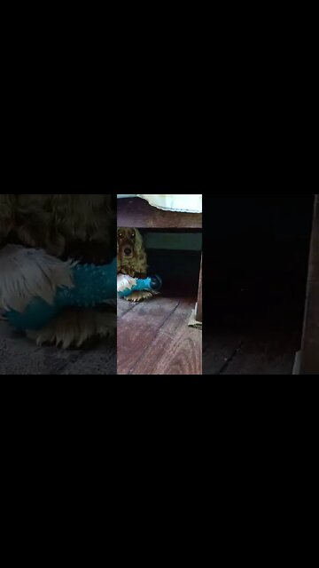 #dogshow, #amimals, #dogs, #shorts