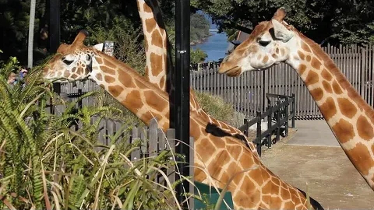 TARONGA ZOO GIRAFFE, CLOSE-UP 13-07-2012 🌏🦒🌿🦒🌱 🦒😊📸 #travel #youtube #newvideo #subscriber #australia