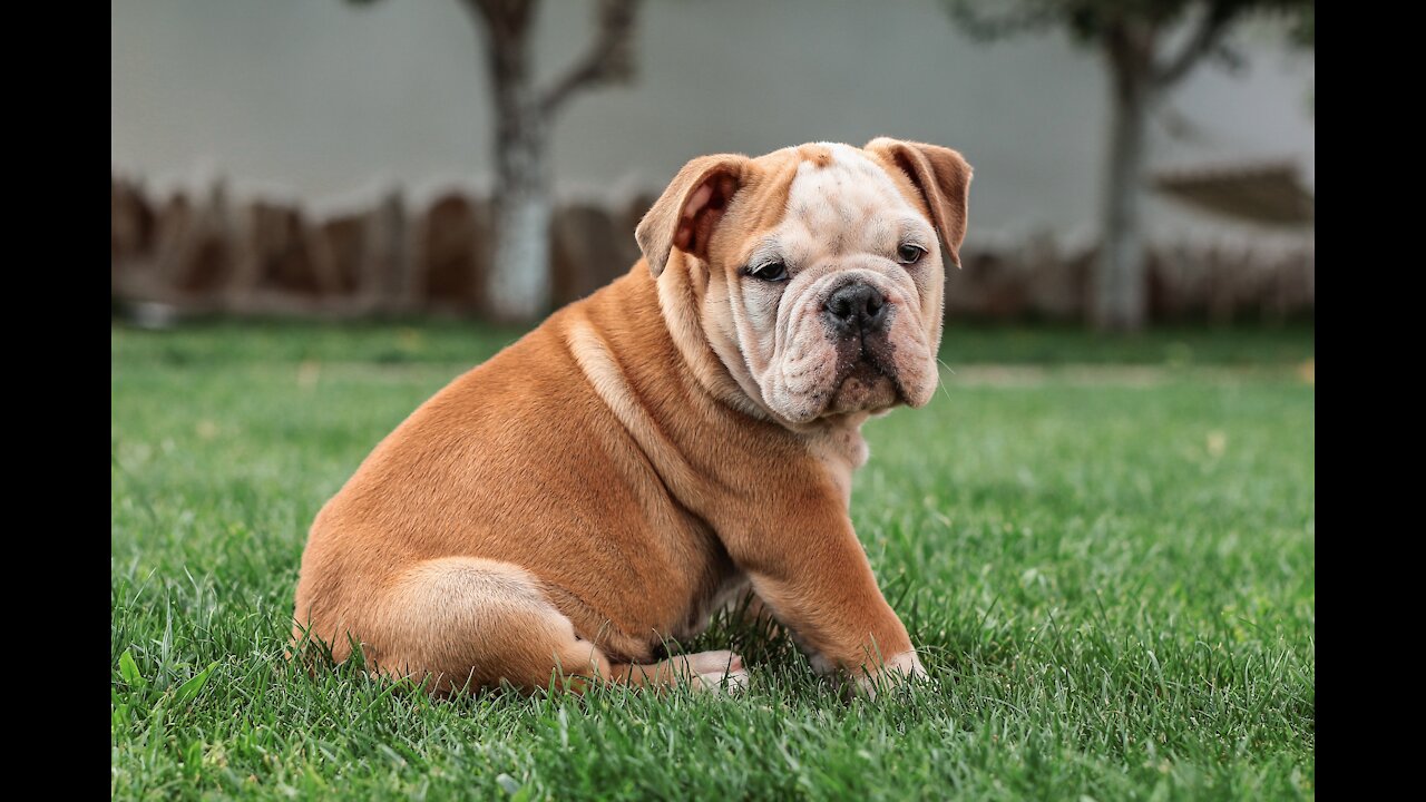 ENGLISH BULLDOG BREED REVIEW