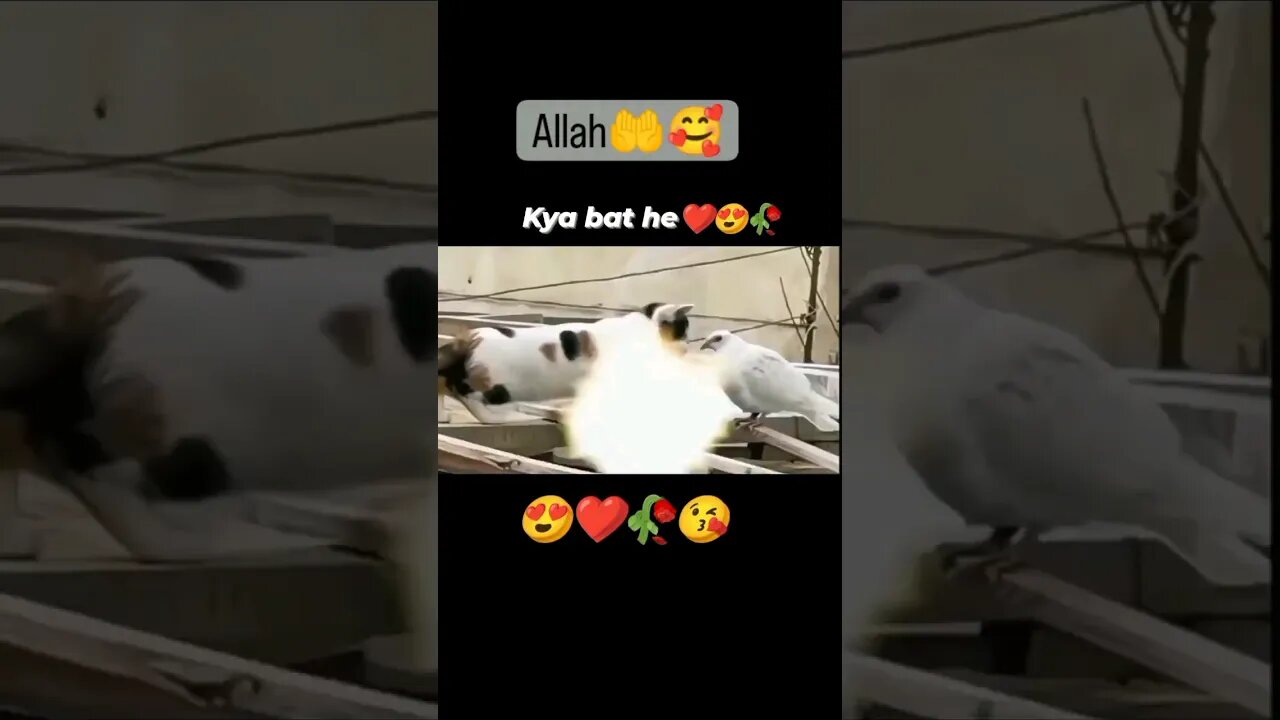 Allahu Akbar #cat #shortsfeed #shorts #short #viral #trending #ramadan #viralvideo #trendingvideo