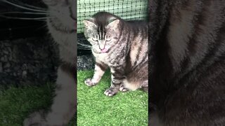 Cute cat licks lips