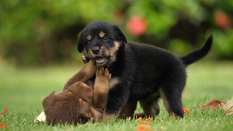 Most Adorable Puppies Ever