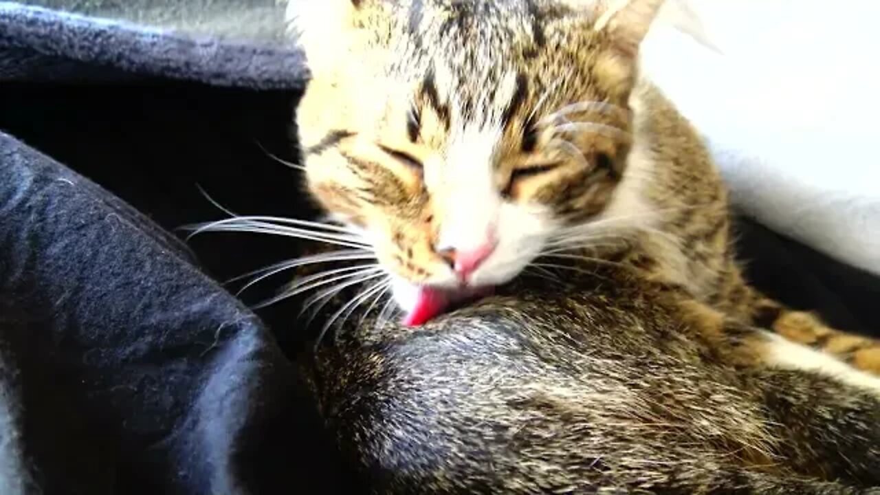 Kitten Has a Cold and Sneezes