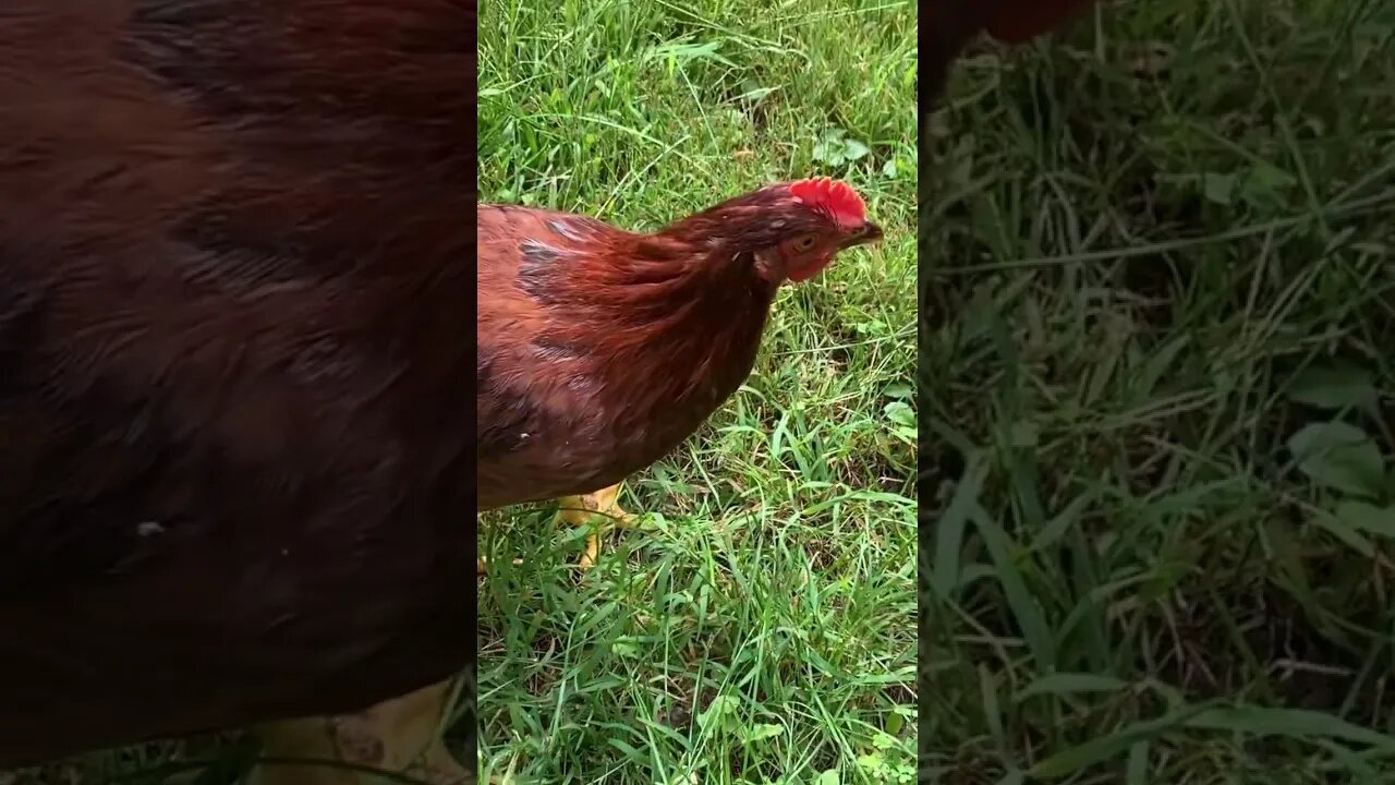 Buck the Chicken Eats a Snake