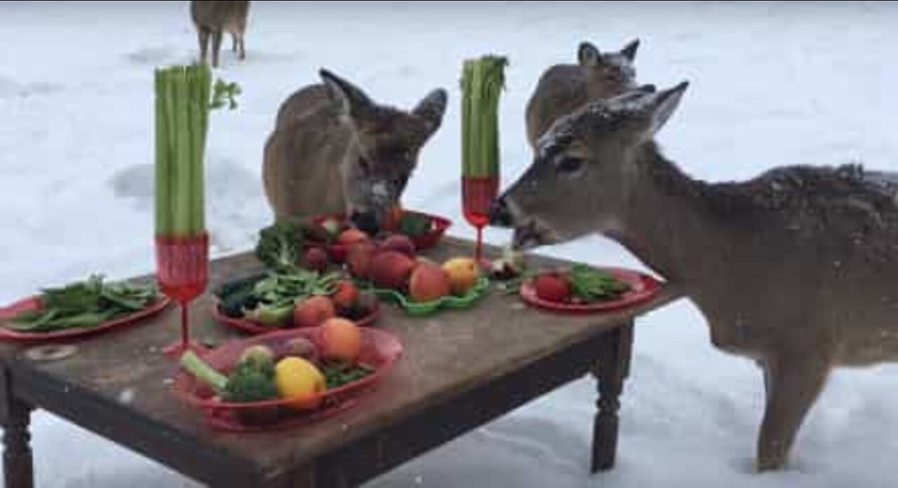 Zoo gör julbord till hjortarna