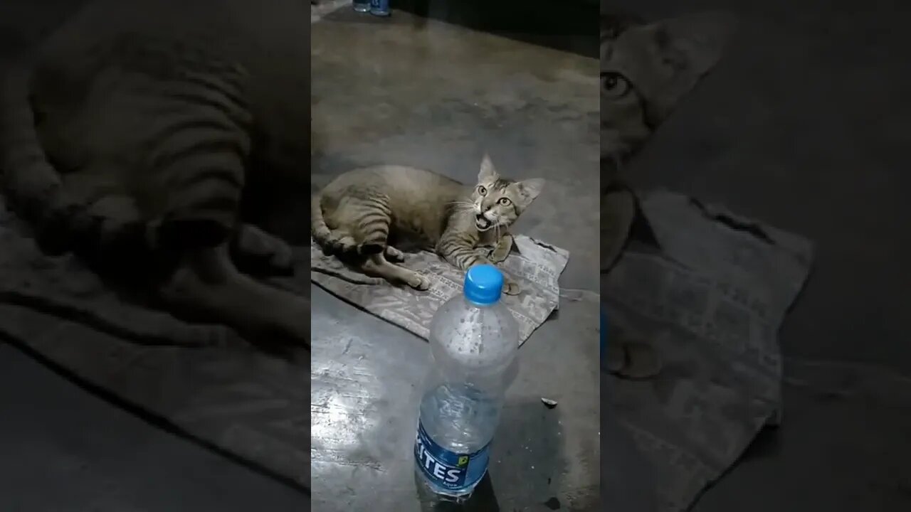 Pet Cat🐈😻পোষা বেড়াল