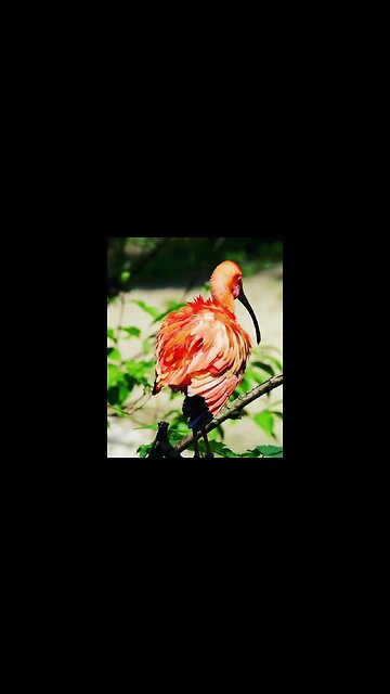 Relaxing Nature Video