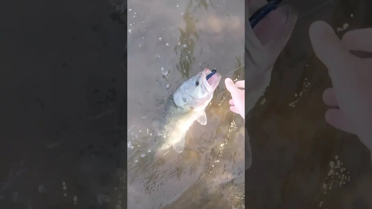 INSANE Colorado largemouth fishing - GIANT!