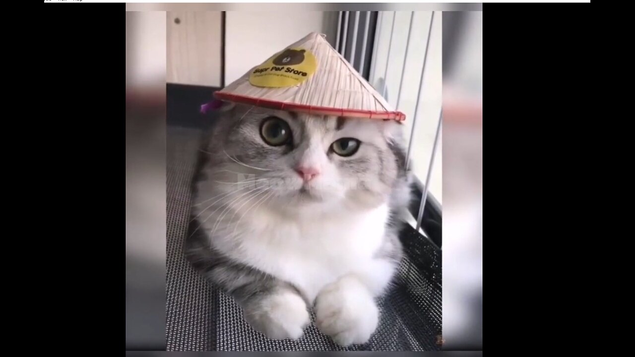 Funny Cat Videos of 2024 😍 Try not to laugh #cat #cats #catlover