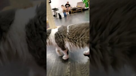Moonwalking Cat! #shorts