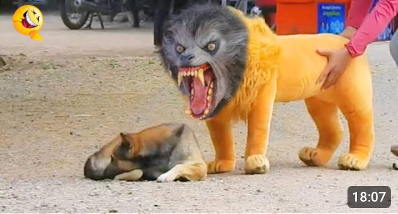Funny animal video ack lion and Fack tiger Prank to dog&huge box prank to dog