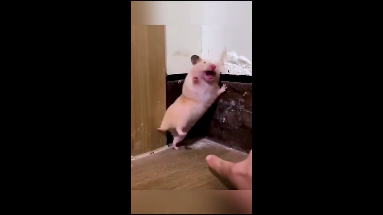 Funny moment with a mouse