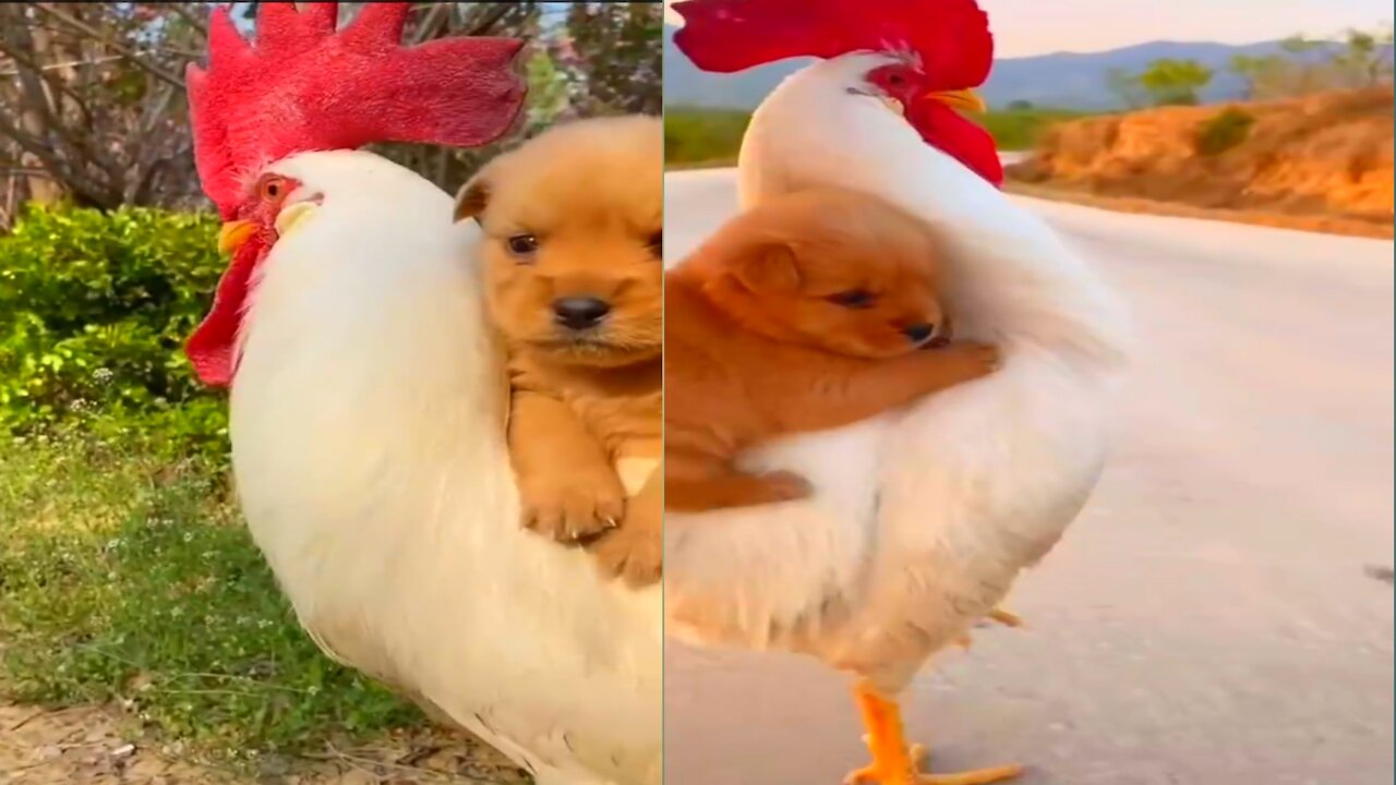 Wow funny - Puppy and Rooster are best friends #shorts