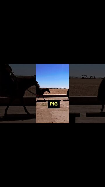 Pigs on Horses
